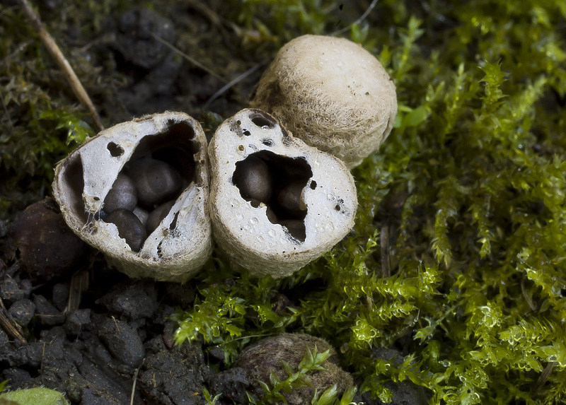 Cyathus stercoreus